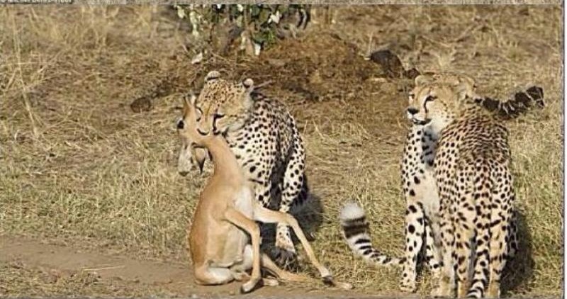 Foto-foto ini jadi bukti kalau realita dunia tak seindah film kartun