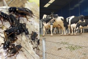 Perilaku sapi dan jangkrik bisa jadi penanda turunnya hujan