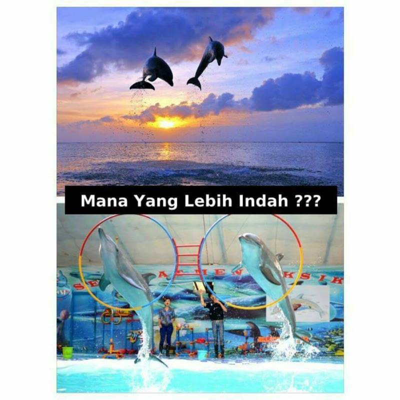 Fakta mengerikan di balik sirkus lumba-lumba, masih tega nonton? Fakta mengerikan di balik sirkus lumba-lumba, masih tega nonton?