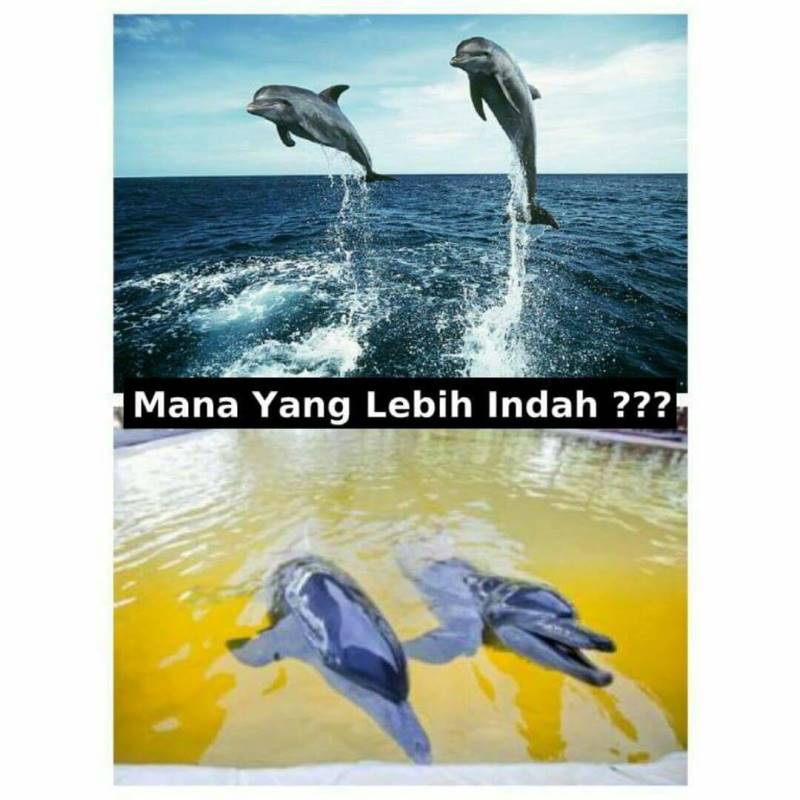 Fakta mengerikan di balik sirkus lumba-lumba, masih tega nonton? Fakta mengerikan di balik sirkus lumba-lumba, masih tega nonton?