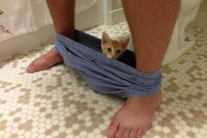 20 Foto kucing kalau lagi caper sama majikannya, bikin gemas!