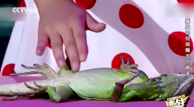 Gadis 5 tahun unjuk kemampuan menghipnotis hewan, para juri melongo!