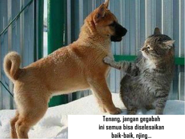 30 Meme kocak kucing vs anjing yang bikin ketawa ngakak