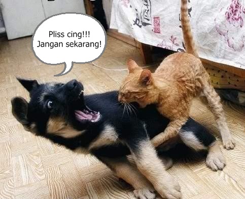 30 Meme kocak kucing vs anjing yang bikin ketawa ngakak