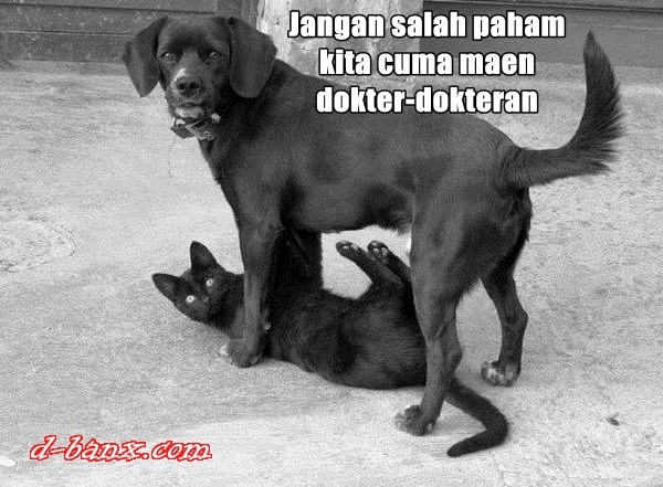 30 Meme kocak kucing vs anjing yang bikin ketawa ngakak 30 Meme kocak kucing vs anjing yang bikin ketawa ngakak