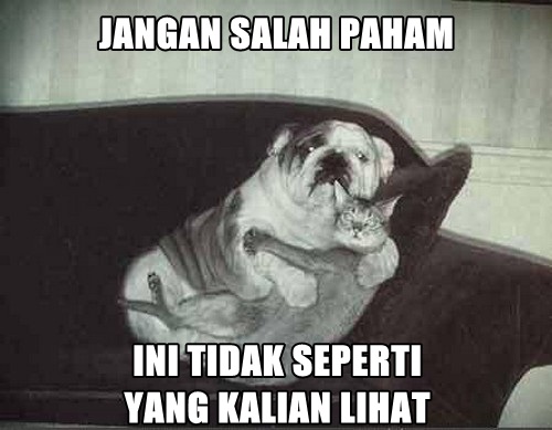 30 Meme kocak kucing vs anjing yang bikin ketawa ngakak 30 Meme kocak kucing vs anjing yang bikin ketawa ngakak
