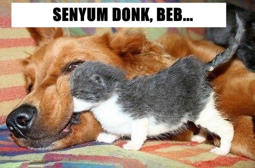 30 Meme kocak kucing vs anjing yang bikin ketawa ngakak 30 Meme kocak kucing vs anjing yang bikin ketawa ngakak