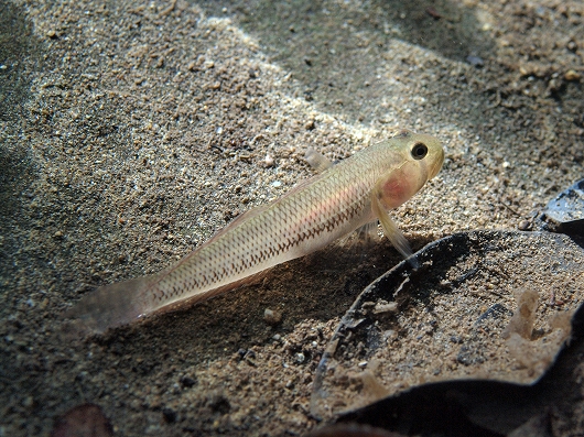11 Spesies fauna baru ditemukan di Pulau Enggano, brilio!