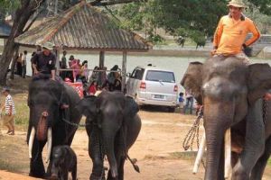 Kini ada rumah sakit khusus gajah di Indonesia