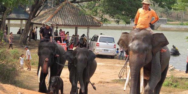 Kini ada rumah sakit khusus gajah di Indonesia