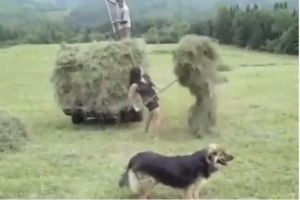 VIDEO: Gadis cantik ini kumpulkan rumput satu truk sendiri, perkasa!