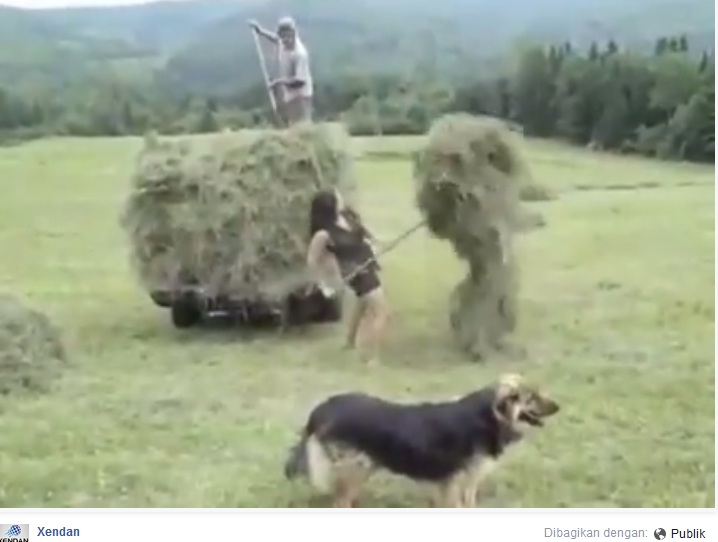 VIDEO: Gadis cantik ini kumpulkan rumput satu truk sendiri, perkasa!