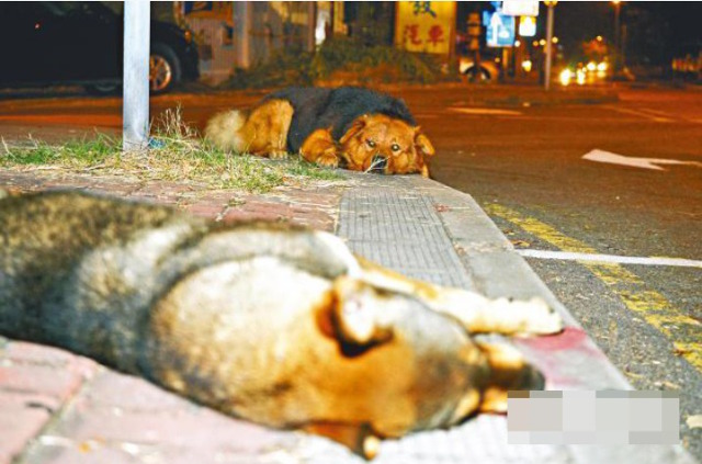 Mengharukan, anjing ini setia temani jasad rekannya yang tertabrak