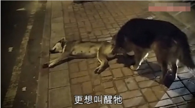 Mengharukan, anjing ini setia temani jasad rekannya yang tertabrak