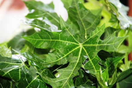 Bahan-bahan ini mampu ubah kulit kasarmu jadi halus, penasaran? 