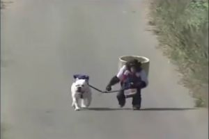 Video kisah simpanse dan anjing yang dijamin bikin kamu ngakak