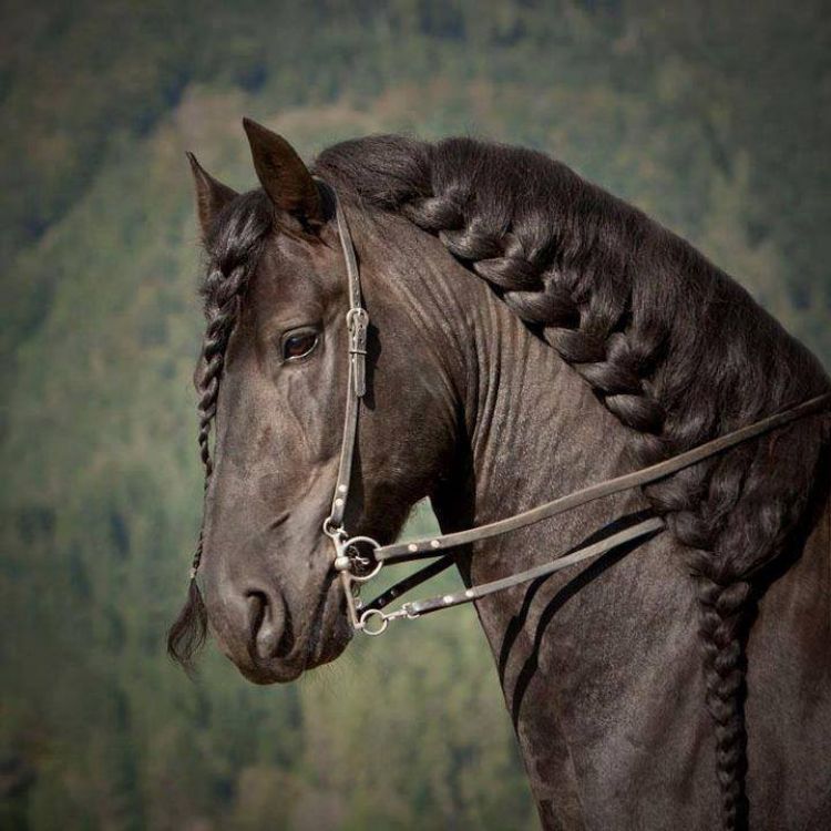  Rambut  kuda  kuda  ini dikepang cantik keren nggak 