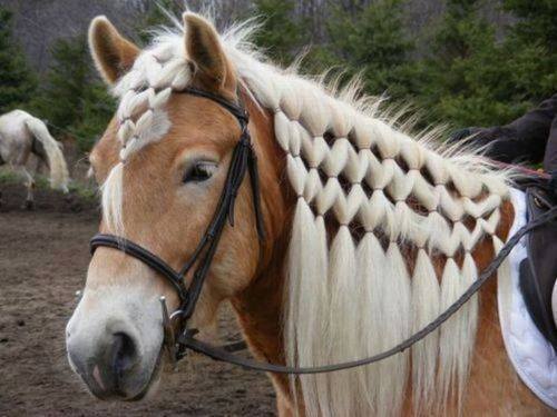 Rambut kuda-kuda ini dikepang cantik, keren nggak?