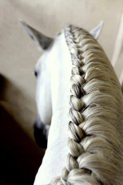 Rambut kuda-kuda ini dikepang cantik, keren nggak?