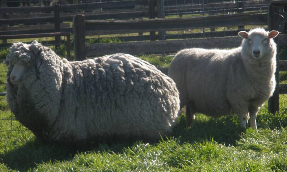 Kandungan daging domba yang harus kamu tahu