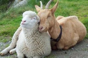  Yang kamu makan itu daging kambing atau domba? Ini dia bedanya