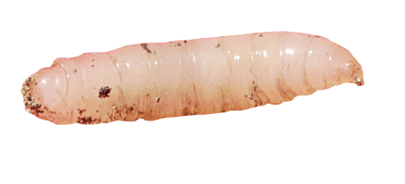 Tak disangka, hewan-hewan ekstrem ini ternyata bisa jadi obat!