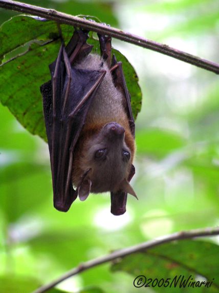 Tak disangka, hewan-hewan ekstrem ini ternyata bisa jadi obat!