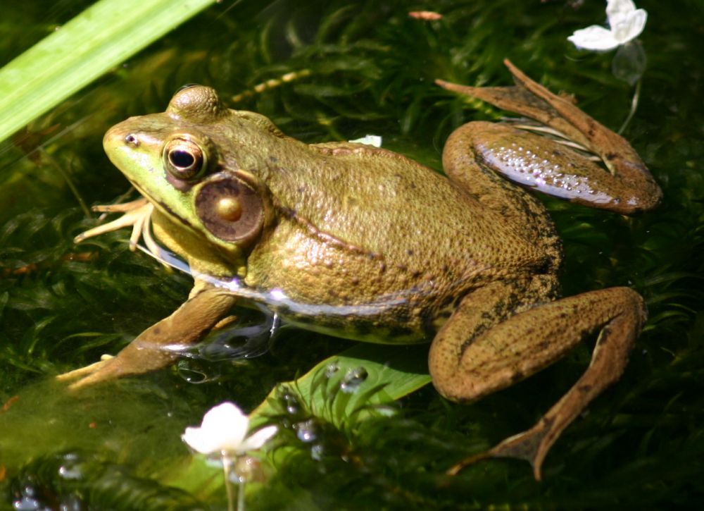 Tak disangka, hewan-hewan ekstrem ini ternyata bisa jadi obat!
