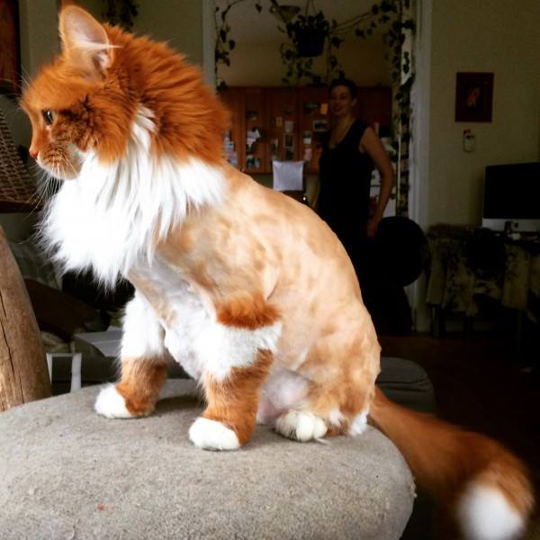 14 Kucing ini dipaksa pemiliknya bergaya anak punk, duh kasihan!