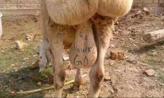 26 Aksi kocak warga Pakistan ini dijamin bikin kamu senyum sendiri! 26 Aksi kocak warga Pakistan ini dijamin bikin kamu senyum sendiri!