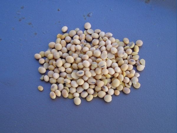 Mau gemuk? 21 makanan ini bakal bantu kamu mencapainya Mau gemuk? 21 makanan ini bakal bantu kamu mencapainya