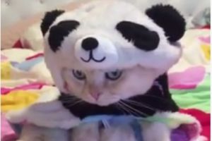 Ekspresi bete kucing berkostum panda ini bikin nggak bisa nahan tawa