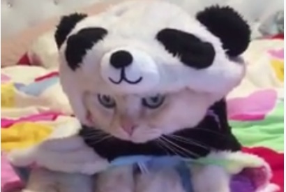 Ekspresi bete kucing berkostum panda ini bikin nggak bisa nahan tawa