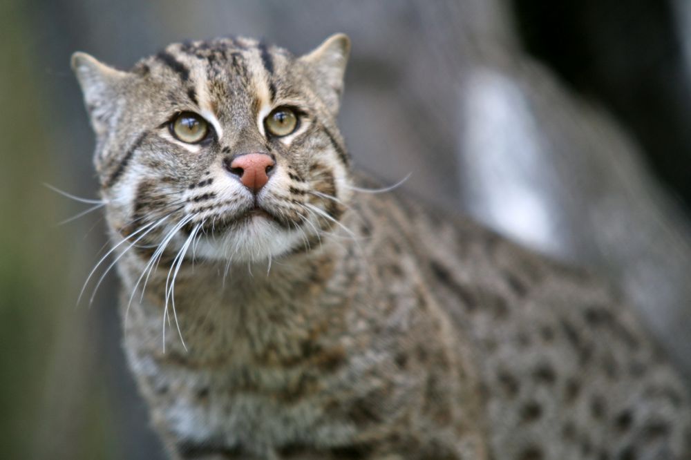 6 Kucing asli Indonesia ini terancam punah, termasuk kucing hutan 