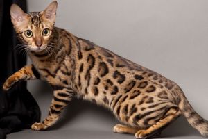 6 Kucing asli Indonesia ini terancam punah, termasuk kucing hutan 