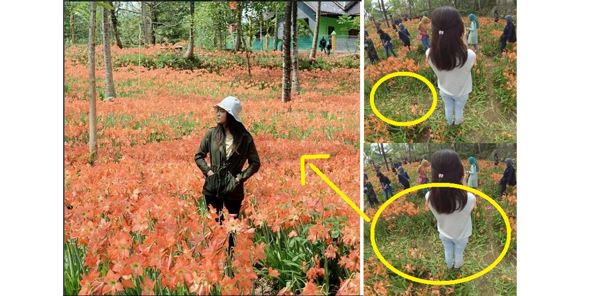 Taman bunga langka ini hancur diinjak pengunjung foto selfie, miris!