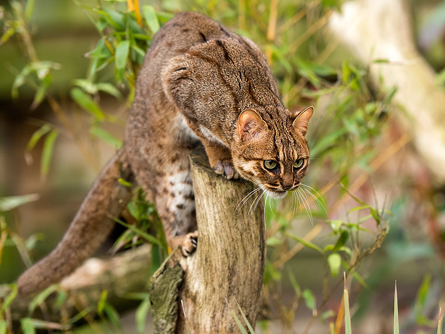 Tak melulu imut, ini 21 kucing bertampang sangar yang perlu kamu tahu!