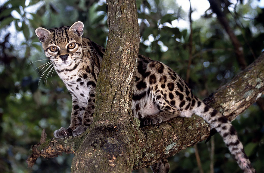 Tak melulu imut, ini 21 kucing bertampang sangar yang perlu kamu tahu!