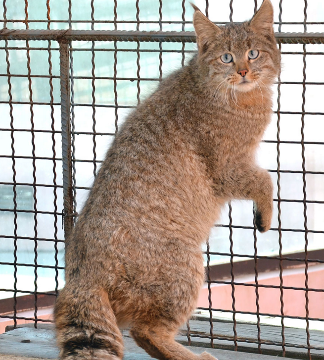 Tak melulu imut, ini 21 kucing bertampang sangar yang perlu kamu tahu!