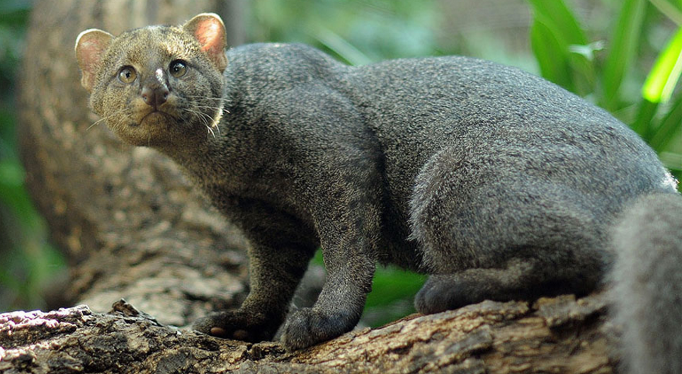 Tak melulu imut, ini 21 kucing bertampang sangar yang perlu kamu tahu!