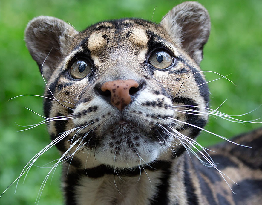 Tak melulu imut, ini 21 kucing bertampang sangar yang perlu kamu tahu!