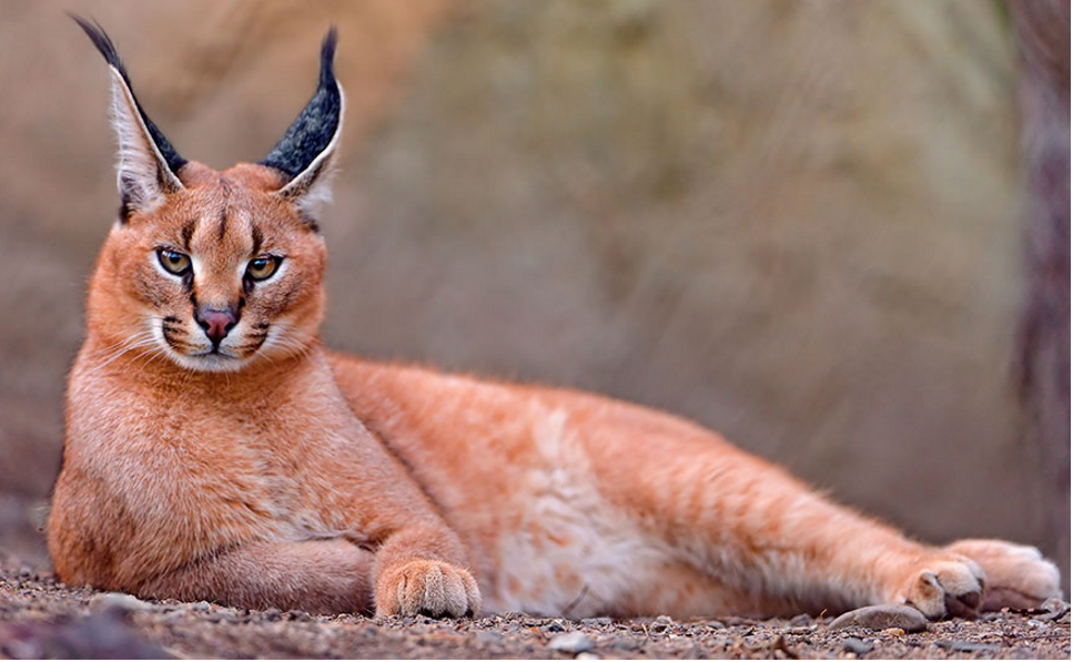 Tak melulu imut, ini 21 kucing bertampang sangar yang perlu kamu tahu!