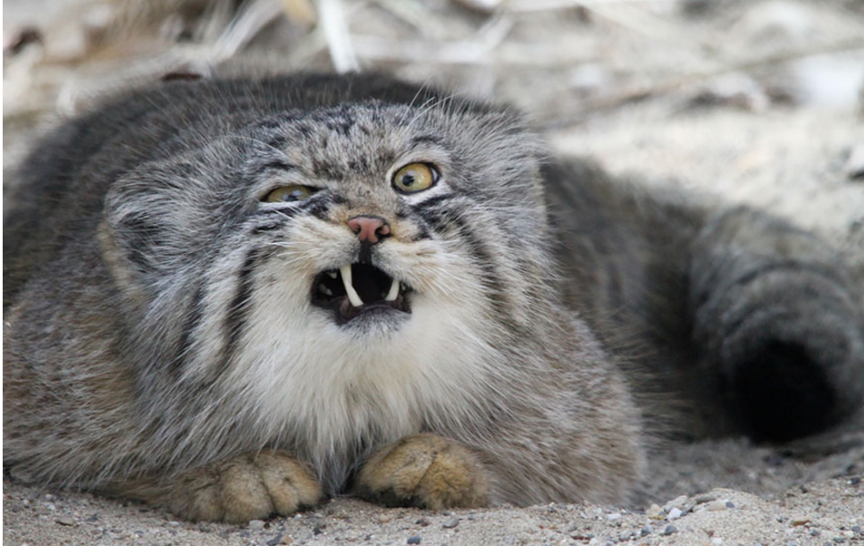 Tak melulu imut, ini 21 kucing bertampang sangar yang perlu kamu tahu!