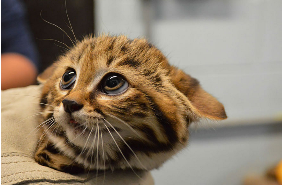 Tak melulu imut, ini 21 kucing bertampang sangar yang perlu kamu tahu!