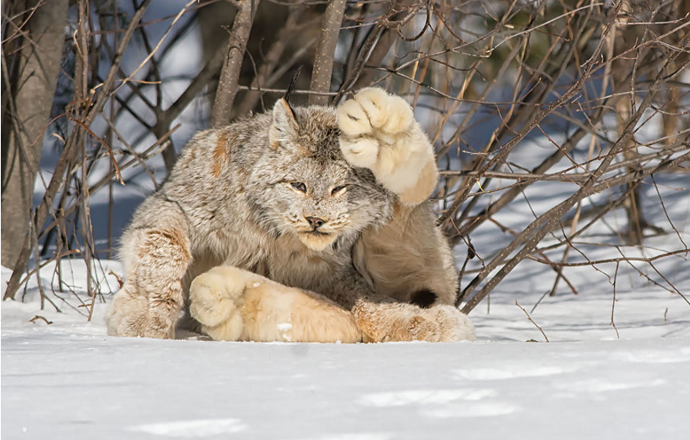 Tak melulu imut, ini 21 kucing bertampang sangar yang perlu kamu tahu!