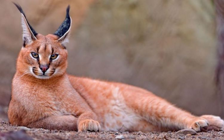 Tak Melulu Imut Ini 21 Kucing Bertampang Sangar Yang Perlu Kamu