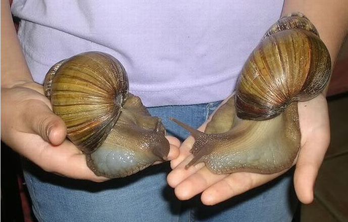 20 Hewan raksasa ini tak disangka hidup di sekitarmu, sumpah ngeri!