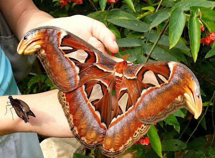 20 Hewan raksasa ini tak disangka hidup di sekitarmu, sumpah ngeri!