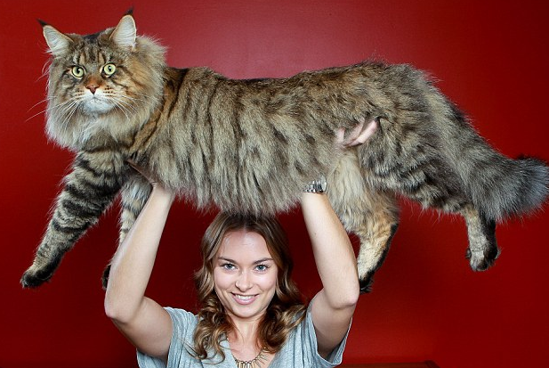 20 Hewan raksasa ini tak disangka hidup di sekitarmu, sumpah ngeri!