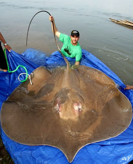 20 Hewan raksasa ini tak disangka hidup di sekitarmu, sumpah ngeri!